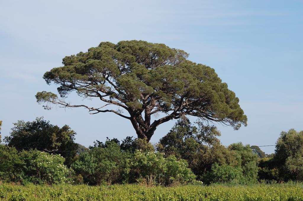 Chateau De La Clapiere Hyeres Exterior photo